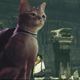 Illustration for article titled 'Shop Contest: The PS5 Cat, Winners!